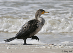 Double-crested Cormorant 8 - Phalacrocorax auritus