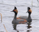 Eared Grebe 10 - Podiceps nigricollis