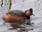 Eared Grebe 11 - Podiceps nigricollis
