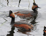 Eared Grebe 12 - Podiceps nigricollis