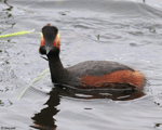 Eared Grebe 13 - Podiceps nigricollis
