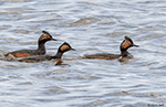 Eared Grebe 14 - Podiceps nigricollis