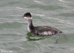 Eared Grebe - Podiceps nigricollis