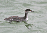 Eared Grebe 4 - Podiceps nigricollis