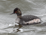 Eared Grebe 5 - Podiceps nigricollis