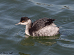 Eared Grebe - Podiceps nigricollis