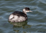 Eared Grebe 8 - Podiceps nigricollis