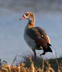 Egyptian Goose - Alopochen aegyptiaca