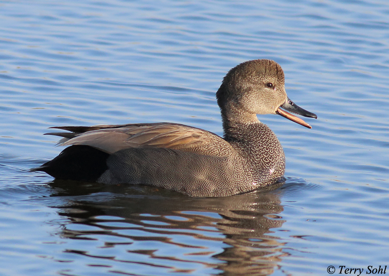 Gadwall - Anas strepera