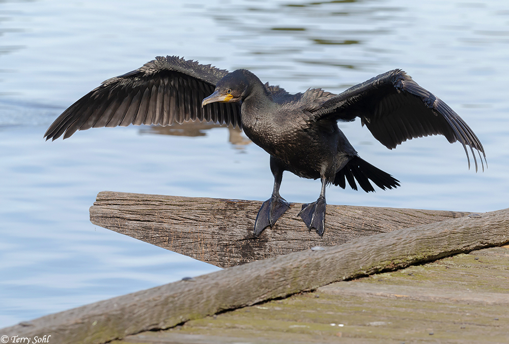 Great Cormorant Species Information and Photos