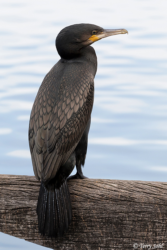 Great Cormorant Species Information and Photos