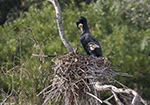 Great Cormorant 7 - Phalacrocorax carbo
