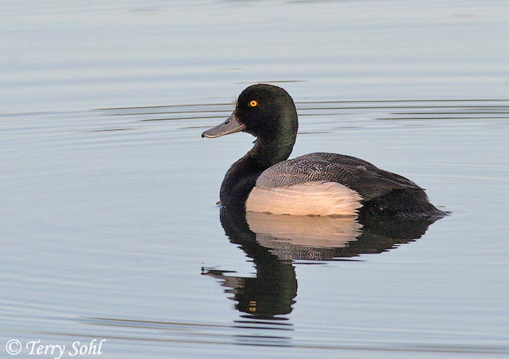 Greater Scaup - Aythya marila