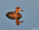 Greater Scaup - Aythya marila