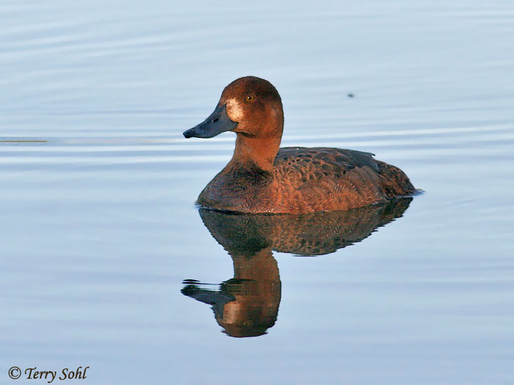 Greater Scaup - Aythya marila