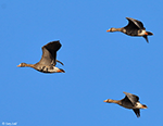 Greater White-fronted Goose 1 - Anser albifrons