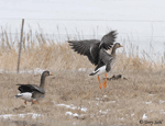 Greater White-fronted Goose 2 - Anser albifrons