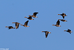 Greater White-fronted Goose 3 - Anser albifrons