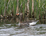 Greater White-fronted Goose 4 - Anser albifrons