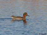 Green-winged Teal 1 - Anas crecca