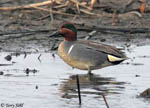 Green-winged Teal 2 - Anas crecca