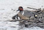 Green-winged Teal 4 - Anas crecca