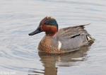 Green-winged Teal 5 - Anas crecca