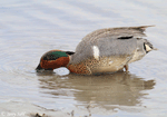 Green-winged Teal 8 - Anas crecca