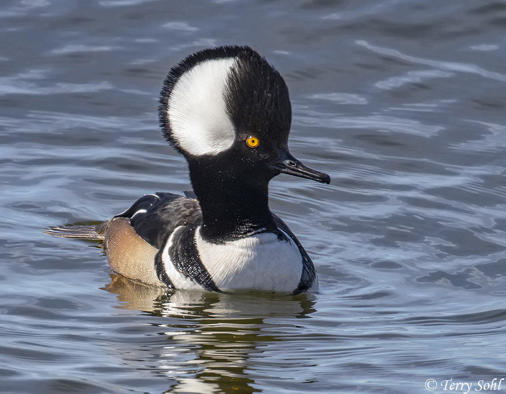 Hooded Merganser Lophodytes cucullatus