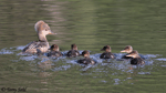 Hooded Merganser - Lophodytes cucullatus