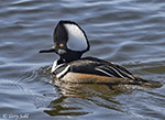 Hooded Merganser 3 - Lophodytes cucullatus