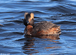 Horned Grebe 10 - Aythya collaris