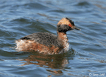 Horned Grebe 1 - Aythya collaris