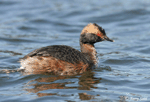 Horned Grebe - Podiceps auritus