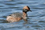 Horned Grebe 4 - Aythya collaris