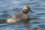 Horned Grebe 6 - Aythya collaris