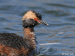 Horned Grebe 7 - Aythya collaris
