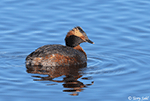 Horned Grebe 8 - Aythya collaris