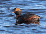 Horned Grebe 9 - Aythya collaris