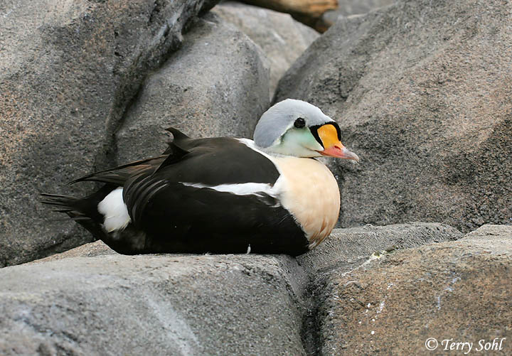 King Eider - Somateria spectabilis