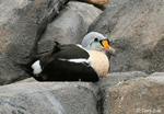 King Eider - Somateria spectabilis