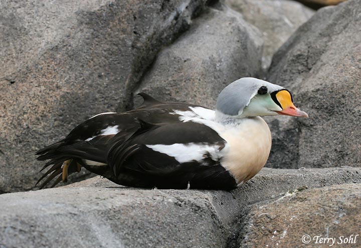 King Eider - Somateria spectabilis
