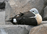 King Eider - Somateria spectabilis