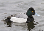 Lesser Scaup 12 - Aythya affinis