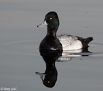 Lesser Scaup 1 - Aythya affinis