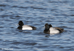 Lesser Scaup 2 - Aythya affinis