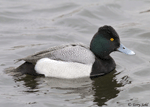 Lesser Scaup 5 - Aythya affinis