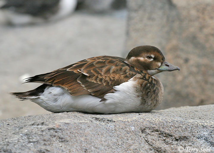 Longtailed Duck (Oldsquaw) Photos Photographs Pictures