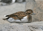 Long-tailed Duck - Clangula hyemalis