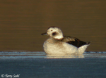 Long-tailed Duck - Clangula hyemalis